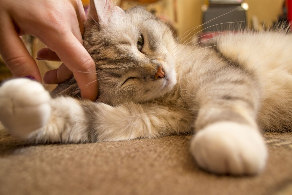 付き合いたい人必見 彼女にしたい猫みたいな女性の取扱説明書 付き合った後も ラブハウ