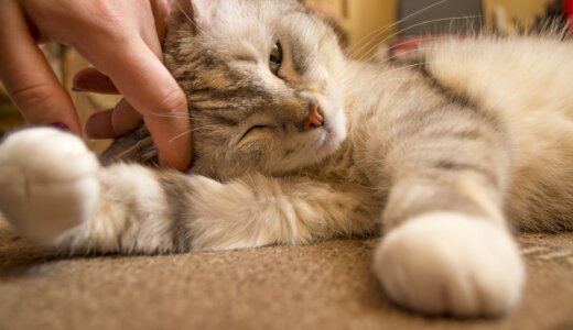 【付き合いたい人必見♡】彼女にしたい猫みたいな女性の取扱説明書！ 【付き合った後も♡】